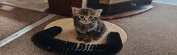 Mixed Breed cats for sale: Fluffy gray and ginger girl - Advert 5