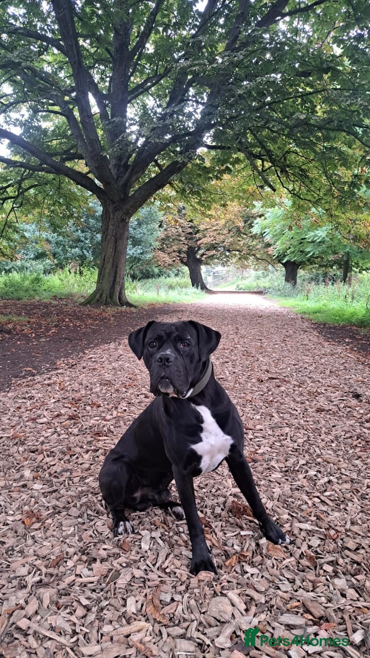 Mixed Breed dogs Cosmo  - Advert 17