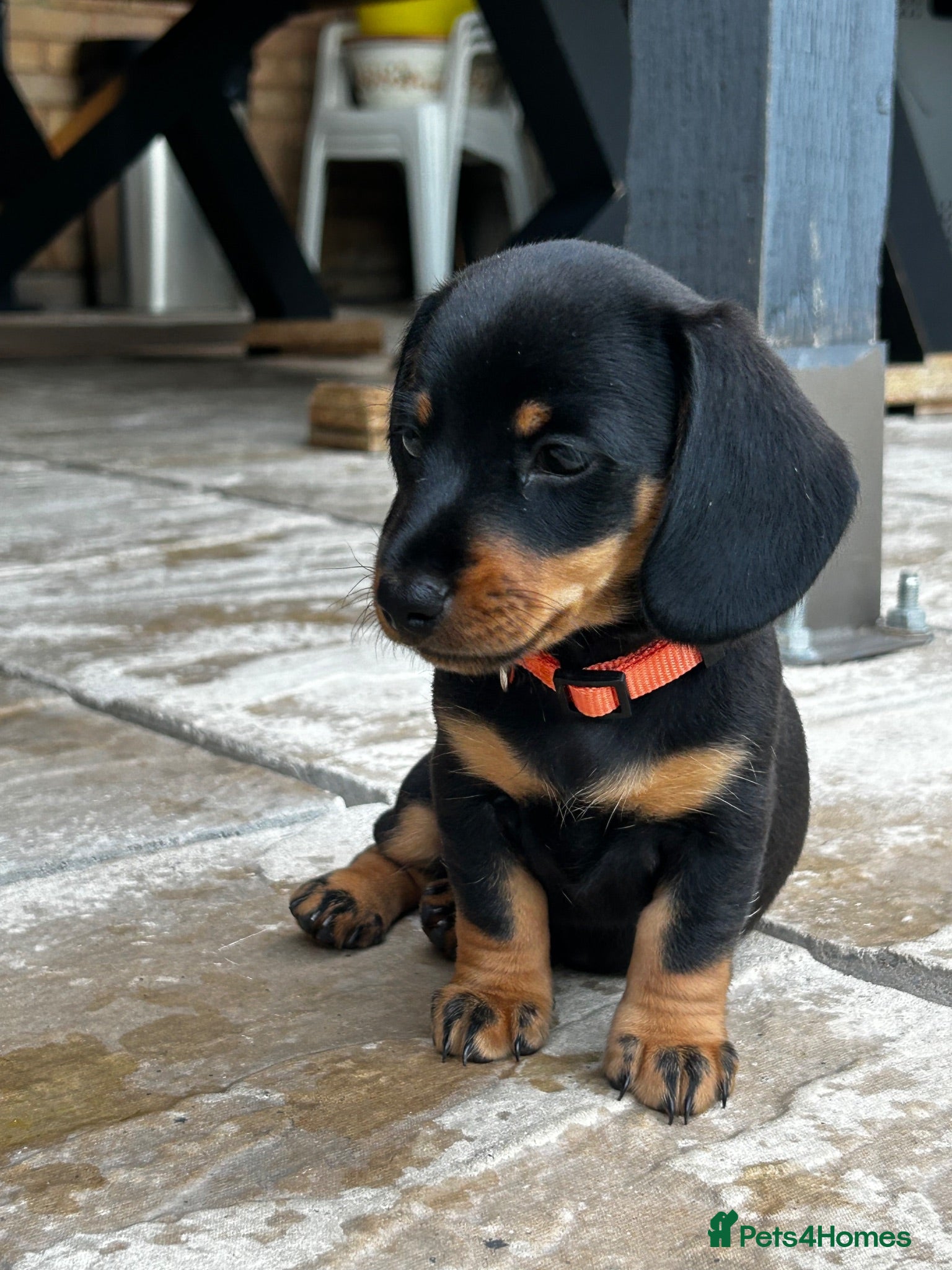 Miniature Dachshund dogs Miniature dachshund puppies (only girls left) 🩷 - Advert 18