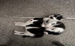 Mixed Breed cats for sale: 🐾 Half British Shorthair Kittens Available! 🐾 - Image 15