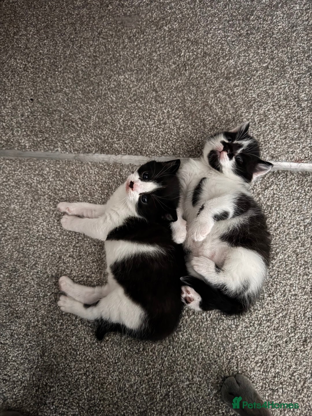 Mixed Breed cats for sale: 🐾 Half British Shorthair Kittens Available! 🐾 - Image 15