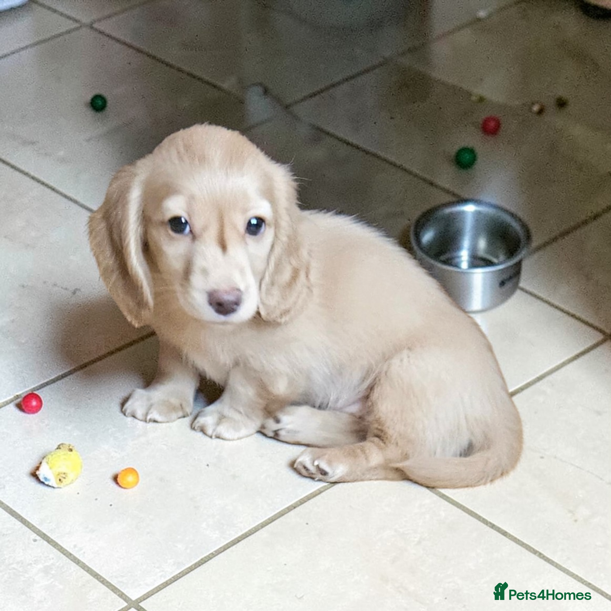 Miniature Dachshund dogs  🔥 English cream girl available 🔥 🔥  - Advert 8