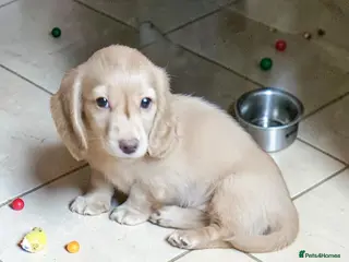 Miniature Dachshund dogs 🔥 English cream girl available 🔥 🔥 - Advert 8