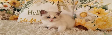 Ragdoll 3