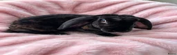 Mixed Breed rabbits for sale: Breeding Trio of Rare Velveteen lops - Advert 12