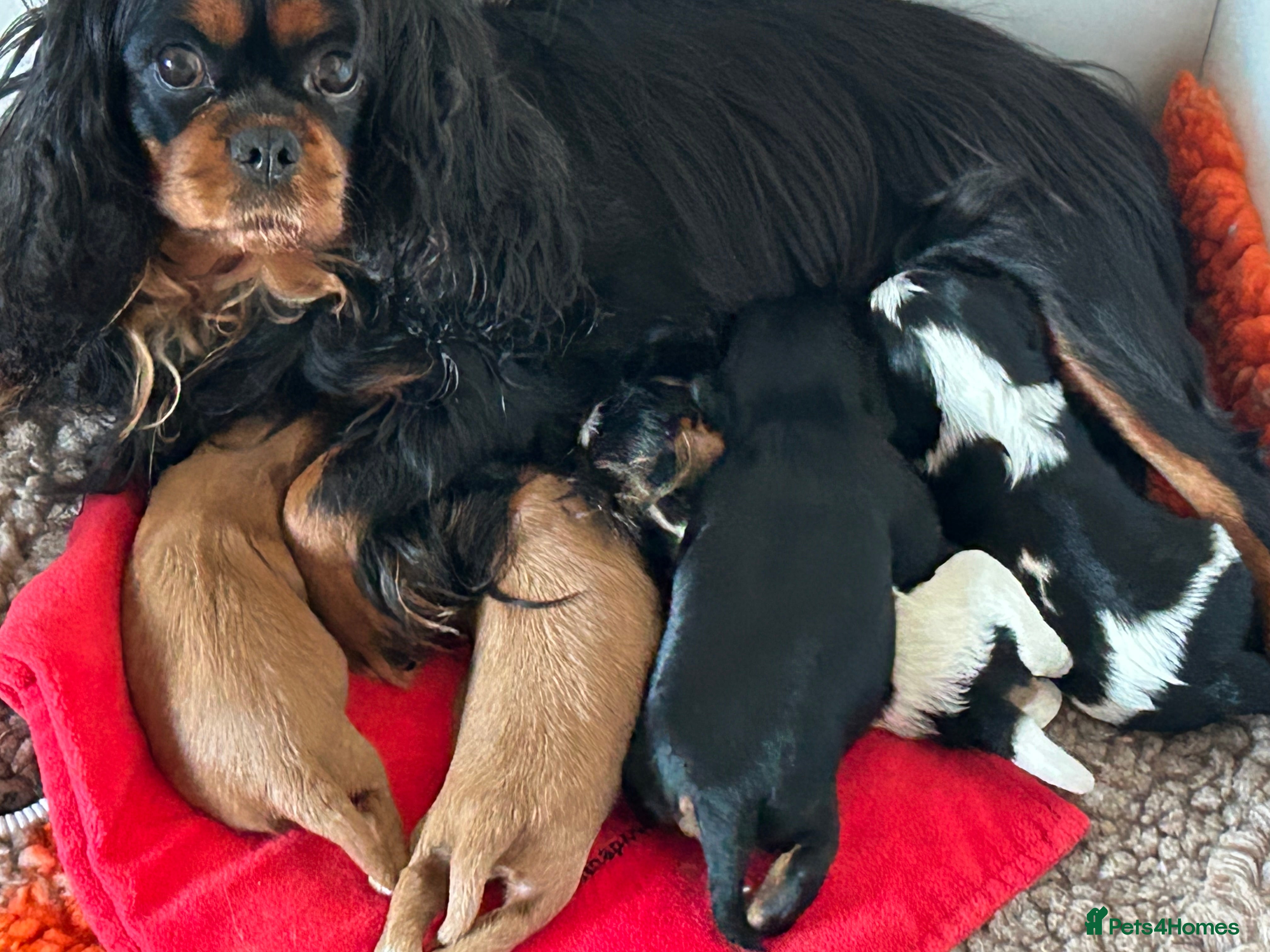 Cavalier King Charles Spaniel dogs Health tested pups - Advert 1