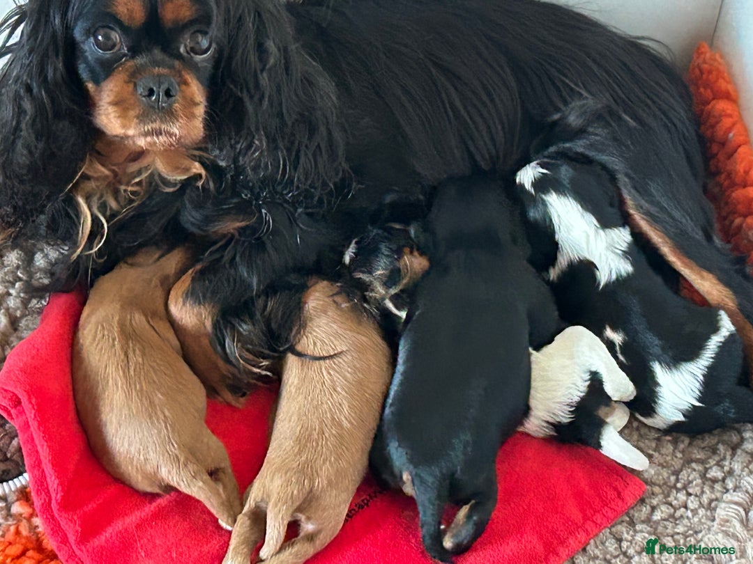 Cavalier King Charles Spaniel dogs for sale: Health tested pups - Advert 1