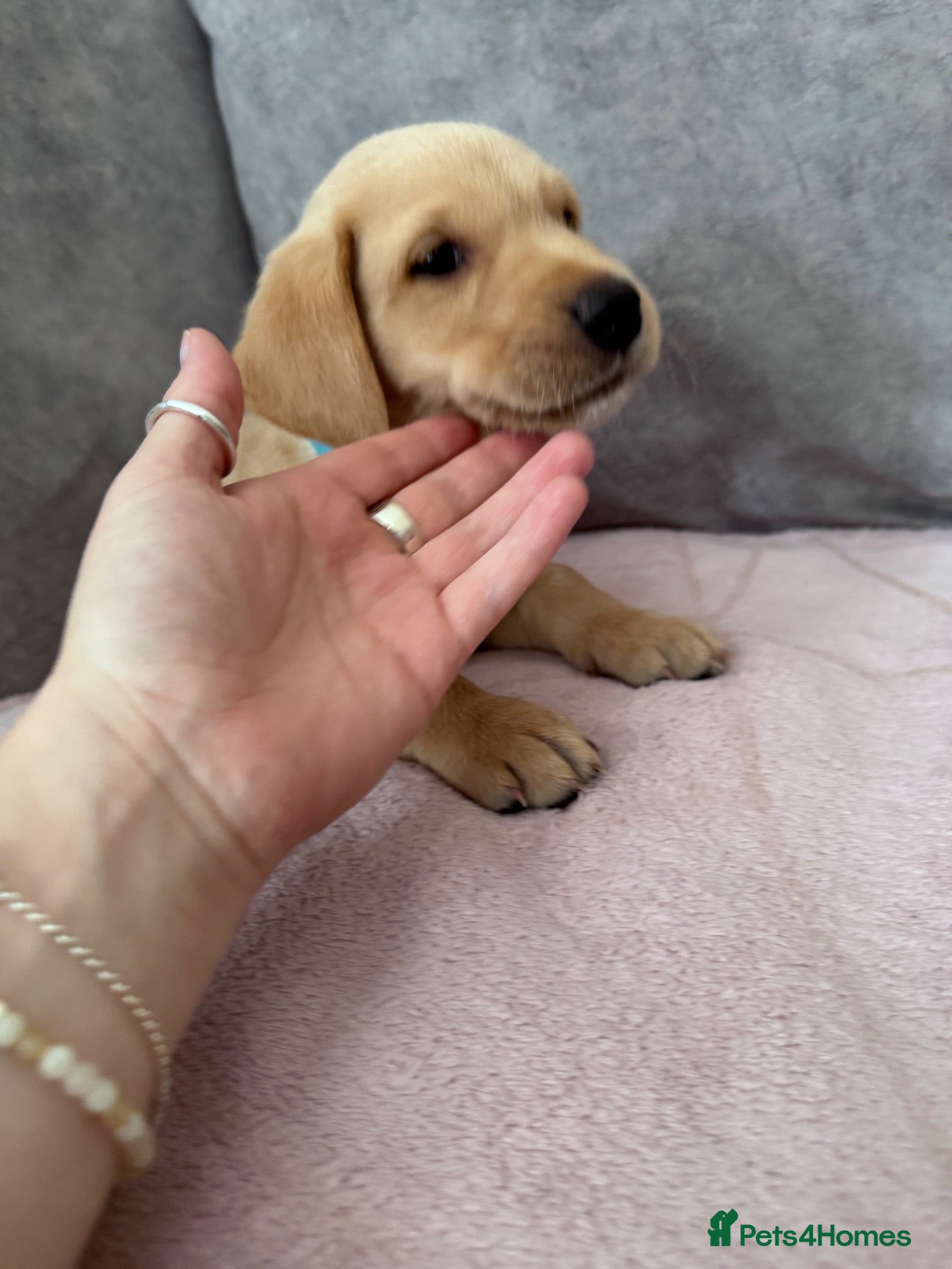 Labrador Retriever dogs Labrador puppies for sale. 1 golden boy left now. - Advert 4