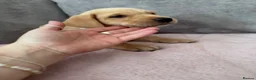 Labrador Retriever dogs for sale: Labrador puppies for sale. 1 golden boy left now. - Advert 2