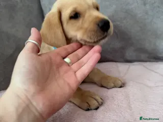 Labrador Retriever dogs Labrador puppies for sale. 1 golden boy left now. - Advert 4