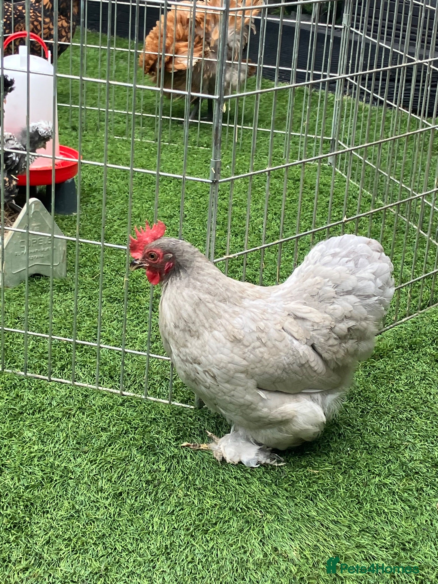 Chickens poultry Pekin bantam hens - Advert 1