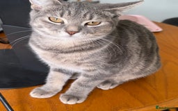 Domestic Shorthair cats for sale: 4 Adorable Kittens Ready for their Forever Homes! - Image 6