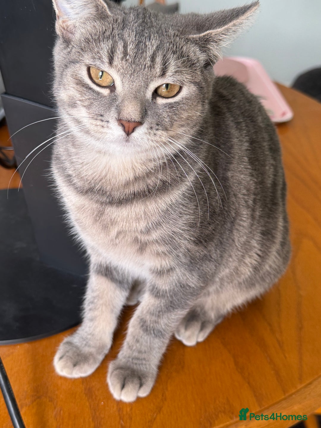 Domestic Shorthair cats for sale: 4 Adorable Kittens Ready for their Forever Homes! - Image 6