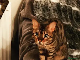 Bengal cats Bengal cat - Advert 3