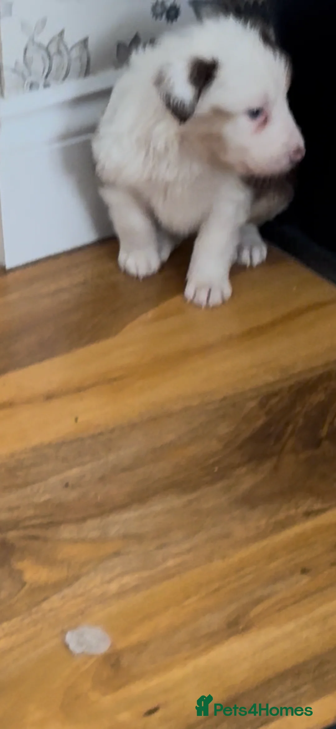 Border Collie dogs for sale: Stunning tri red/merled, blue eyed little boy - Advert 8