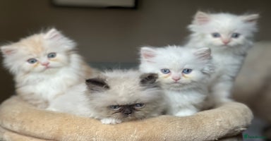 Persian cats - Advert 7