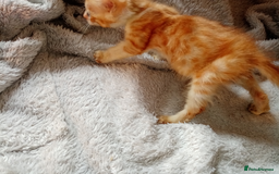 Mixed Breed cats for sale: Lovely Ginger and Rosetted Kittens - Image 33
