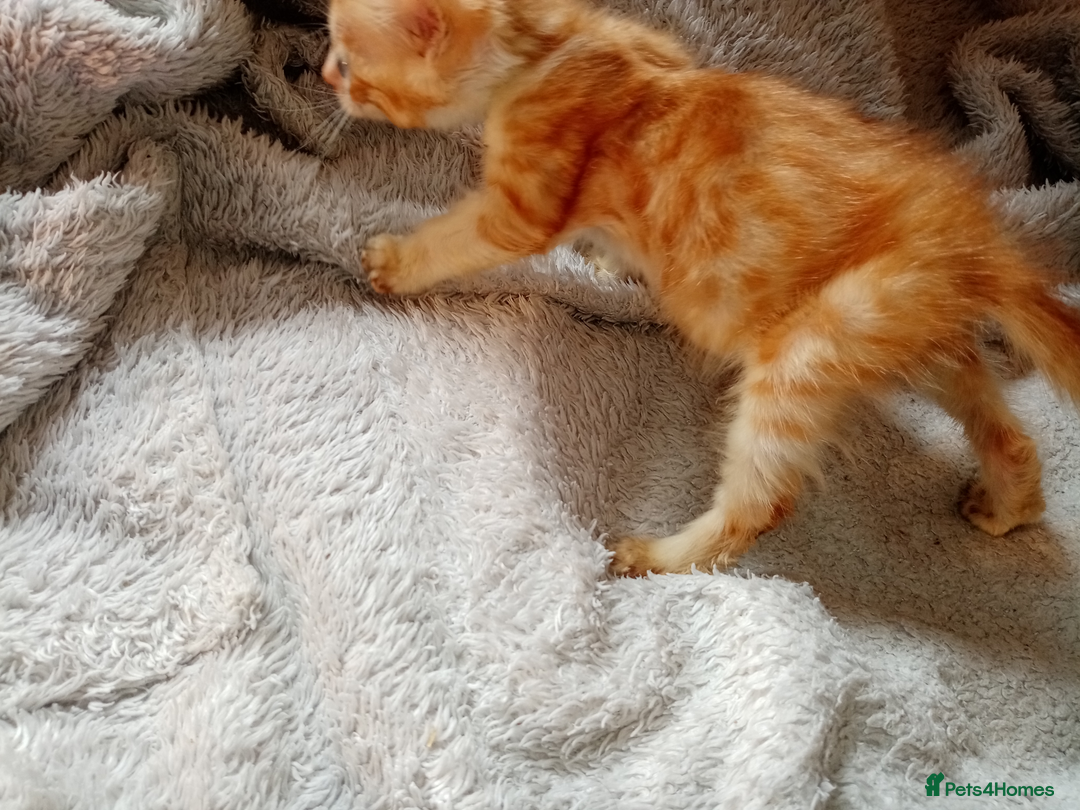 Mixed Breed cats for sale: Lovely Ginger and Rosetted Kittens - Image 33