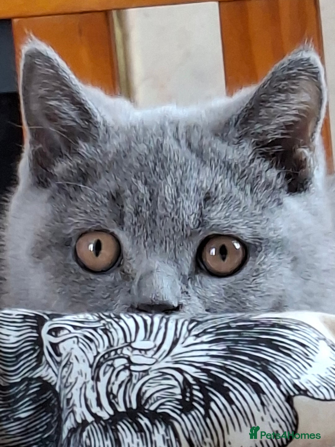 British Shorthair cats for sale: Pedigree British BSH girl for sale. Last one! - Image 12