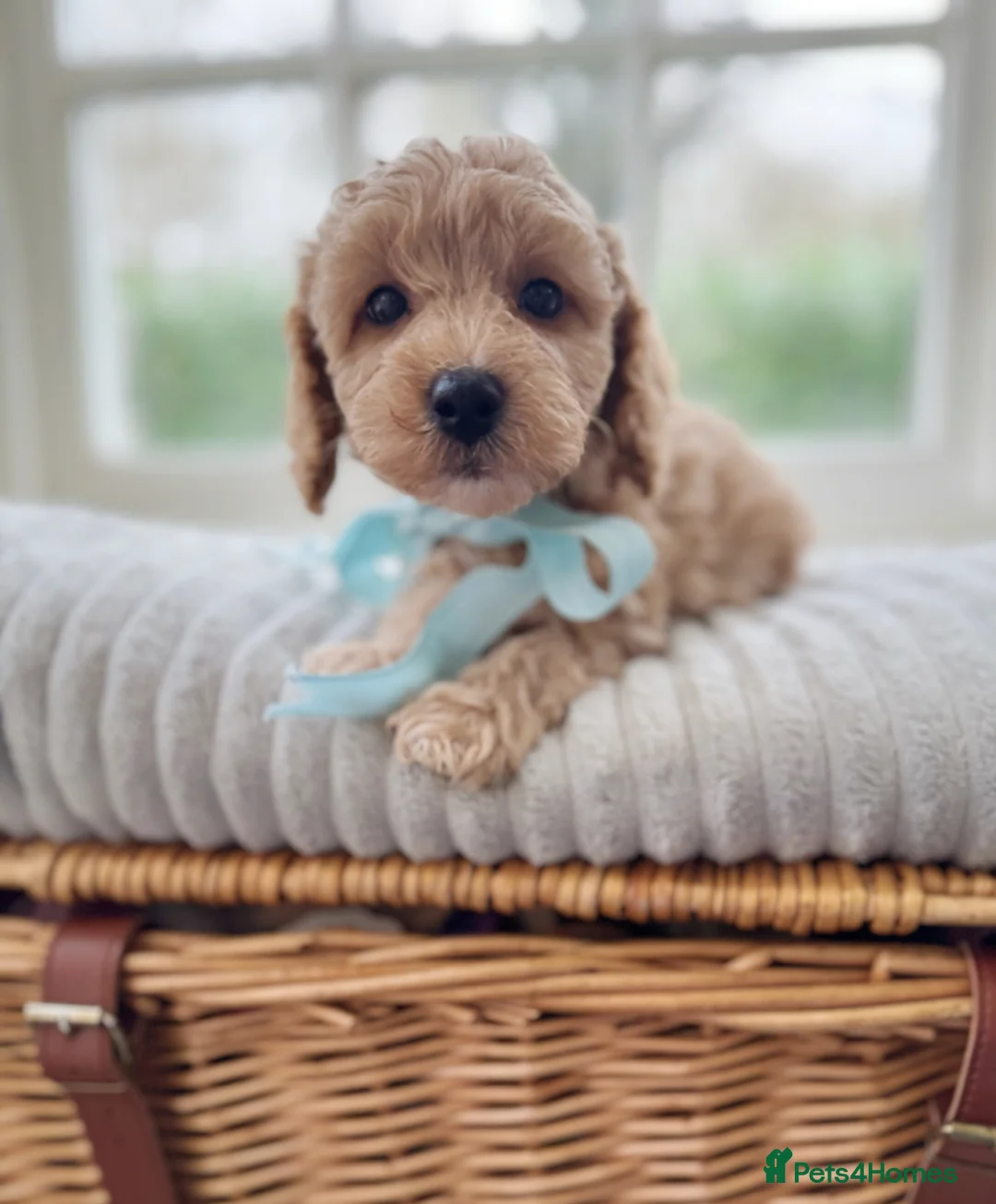 Mixed Breed dogs for sale: Shichon-poo Teddy bear - Advert 18