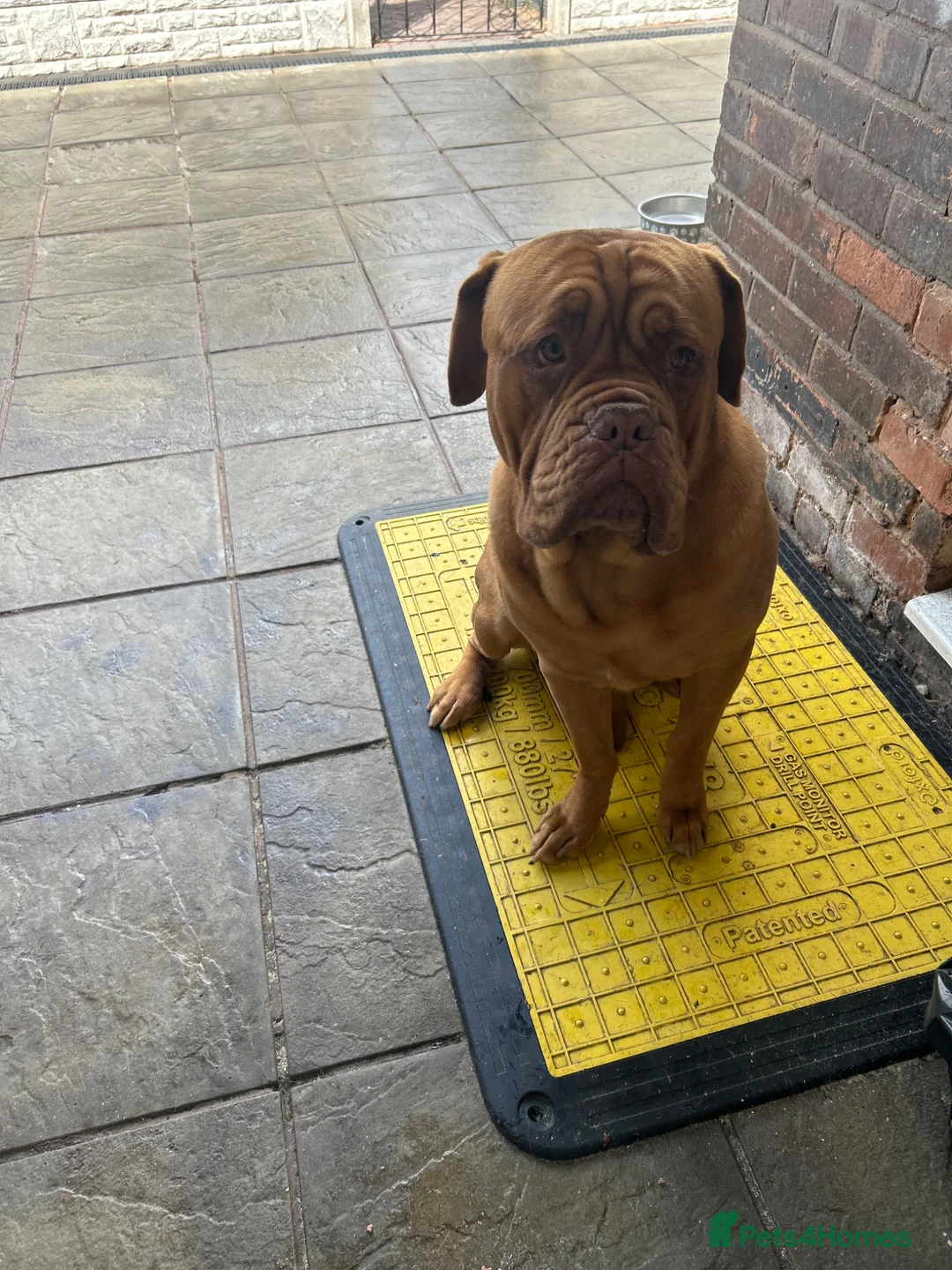 Dogue De Bordeaux dogs for sale: 4 DDB puppies in Birmingham - Advert 2