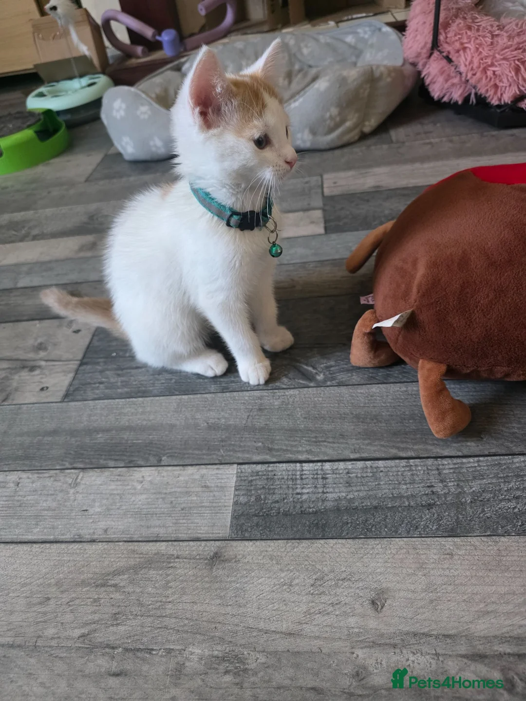 Domestic Shorthair cats for sale: Kitten looking for new lovely home  - Advert 2