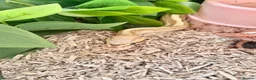 Python Snake reptiles for sale: 4 friendly Ball Royal Python for sale - Advert 6