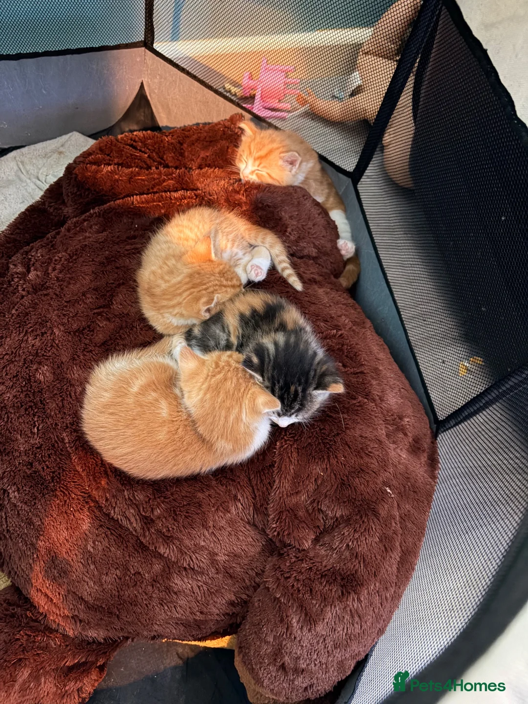 Mixed Breed cats for sale: 3 little Ginger Boys - Advert 5