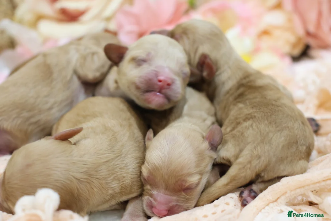 Cavapoo dogs for sale: Health Tested Cavapoo Puppies - Advert 6