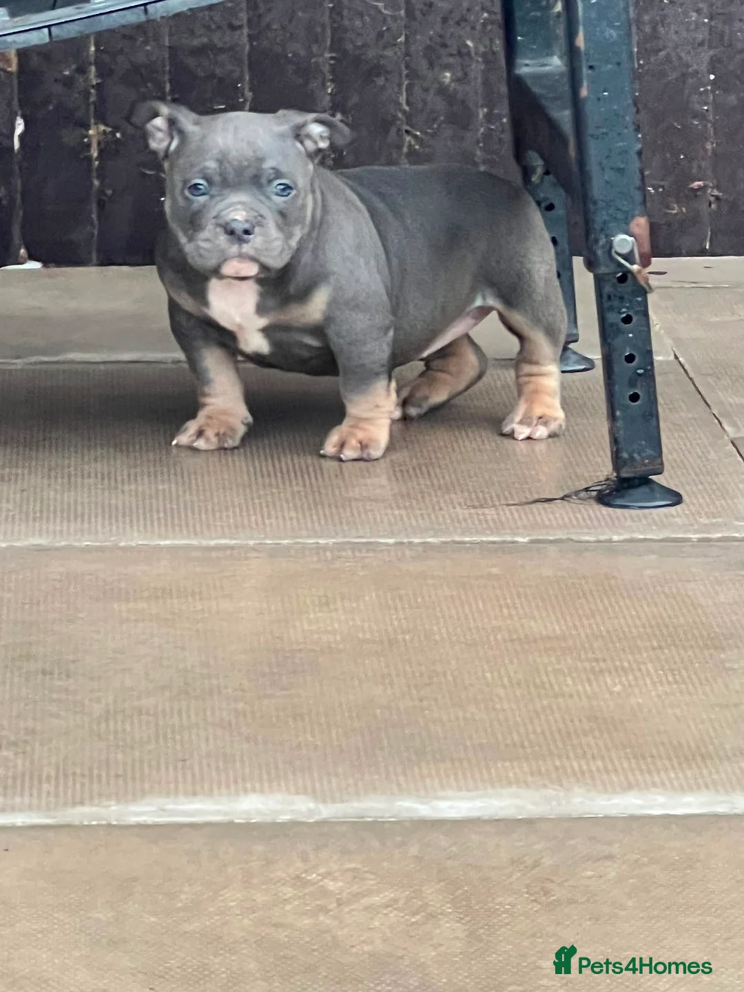 American Bully dogs for sale: American bully’s for sale  - Advert 2