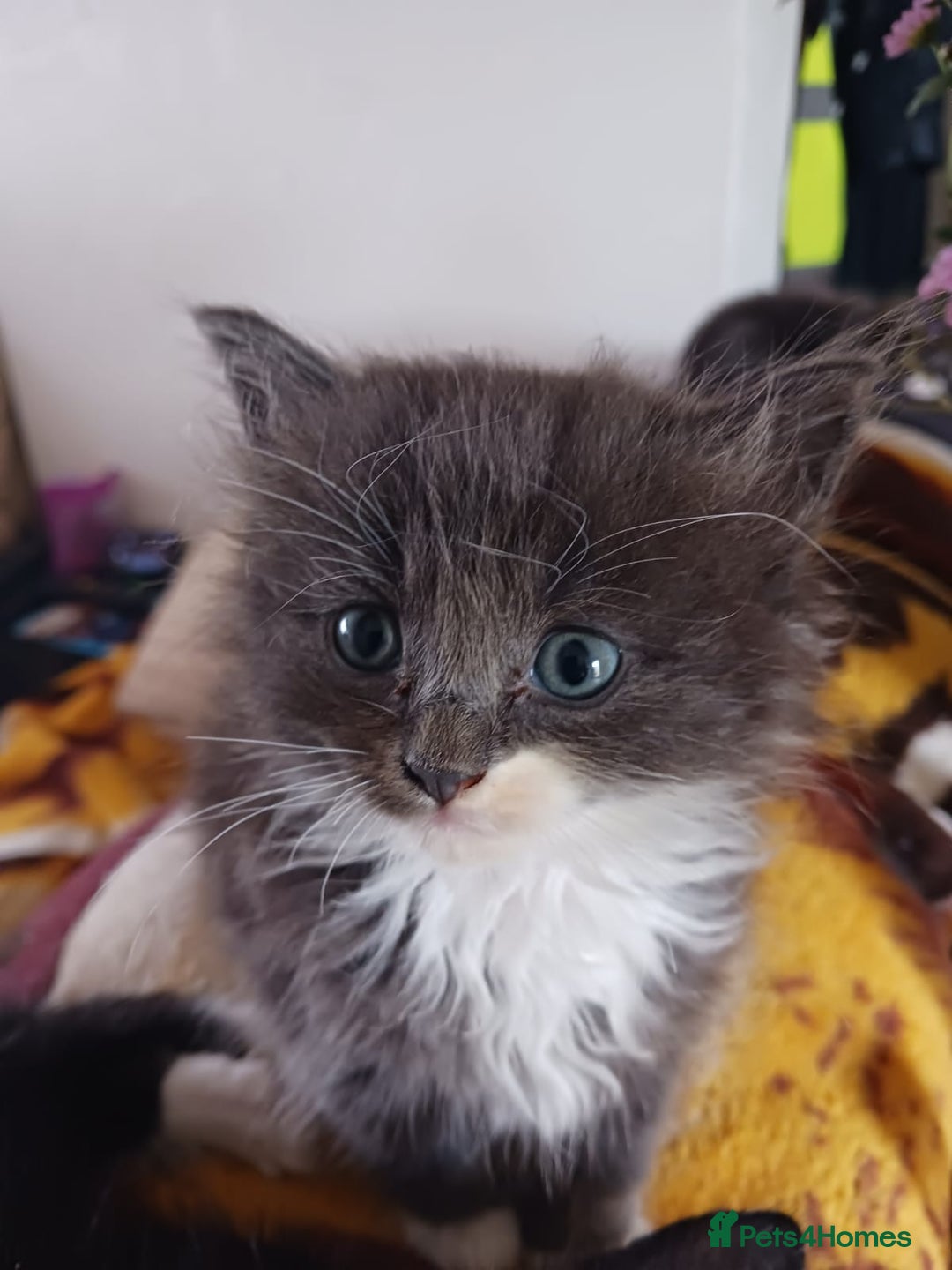 Ragdoll cats for sale: CUTE BLUE MITTED RAGDOLL KITTENS  - Image 12