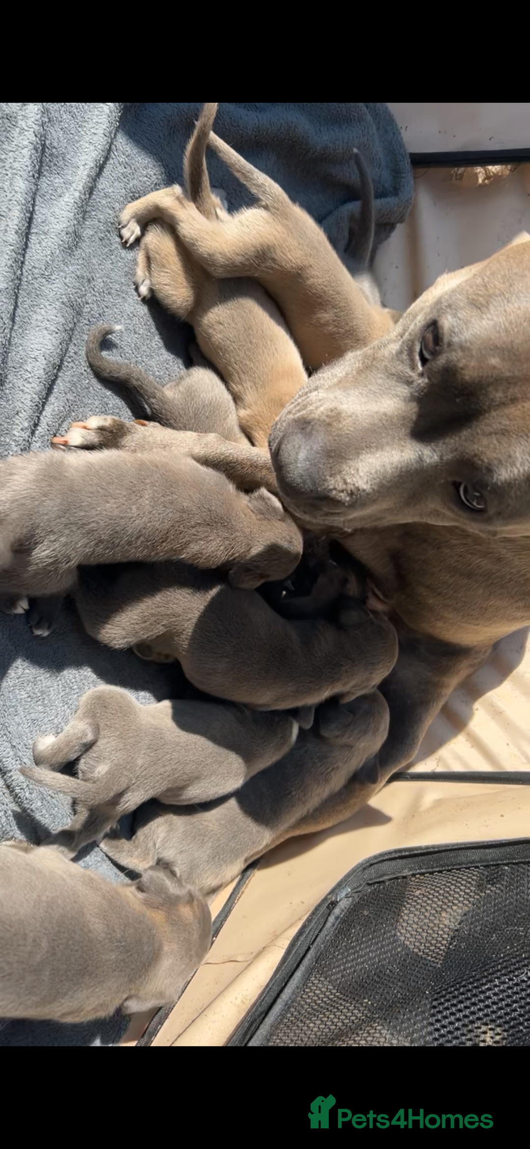 Mixed Breed dogs for sale: Staff x corso pups  - Image 5