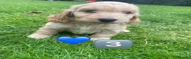 Cockapoo 3
