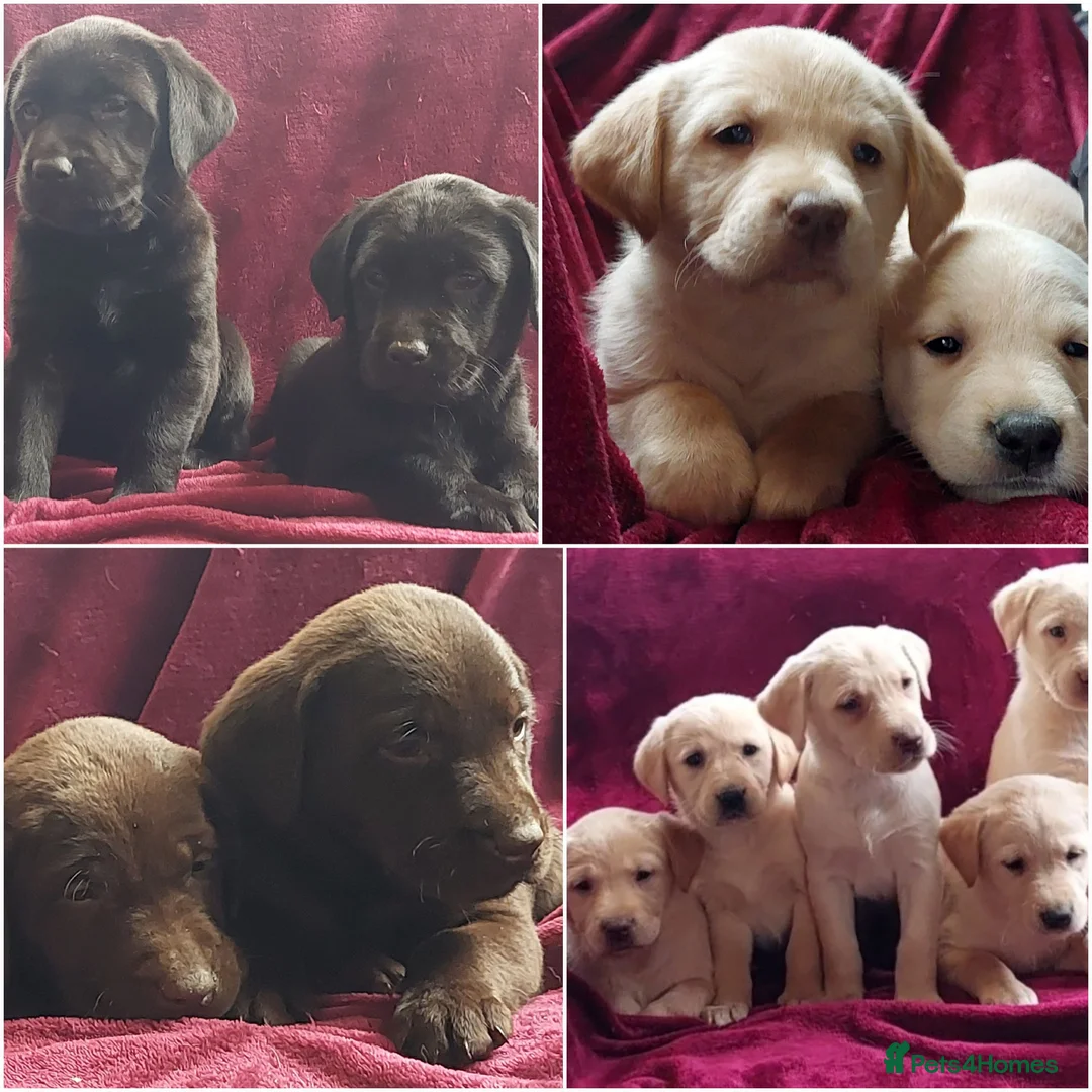 Labrador Retriever dogs for sale: Beautiful Labrador puppies available to reserve  in Lampeter - Advert 1