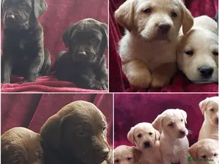 Labrador Retriever dogs Beautiful Labrador puppies available to reserve - Advert 6