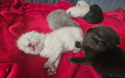 British Shorthair cats for sale: 5 Beautiful Short British haired Kittens  - Image 8