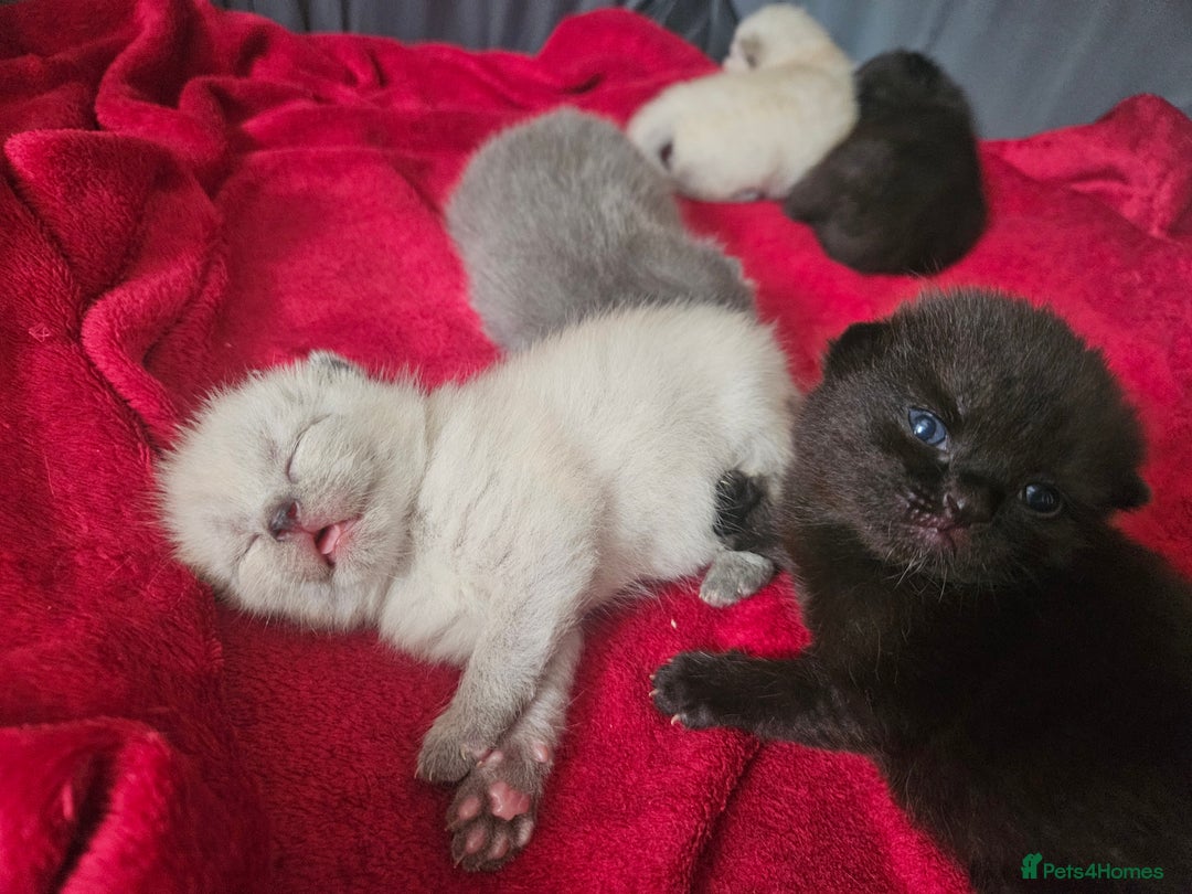 British Shorthair cats for sale: 5 Beautiful Short British haired Kittens  - Image 8