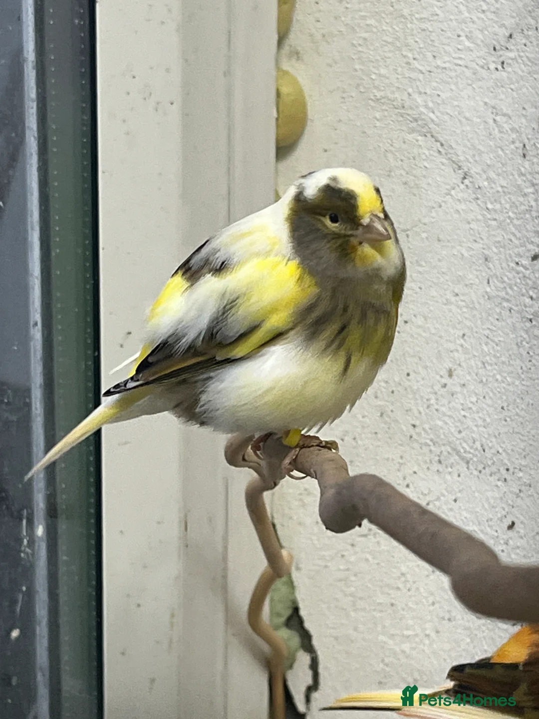 Canaries birds for sale: Beautiful mixed canaries - Advert 1