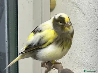 Canaries birds Beautiful mixed canaries - Advert 1