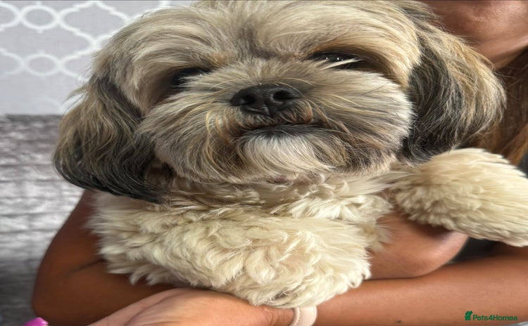 Lhasa Apso dogs - Advert 2