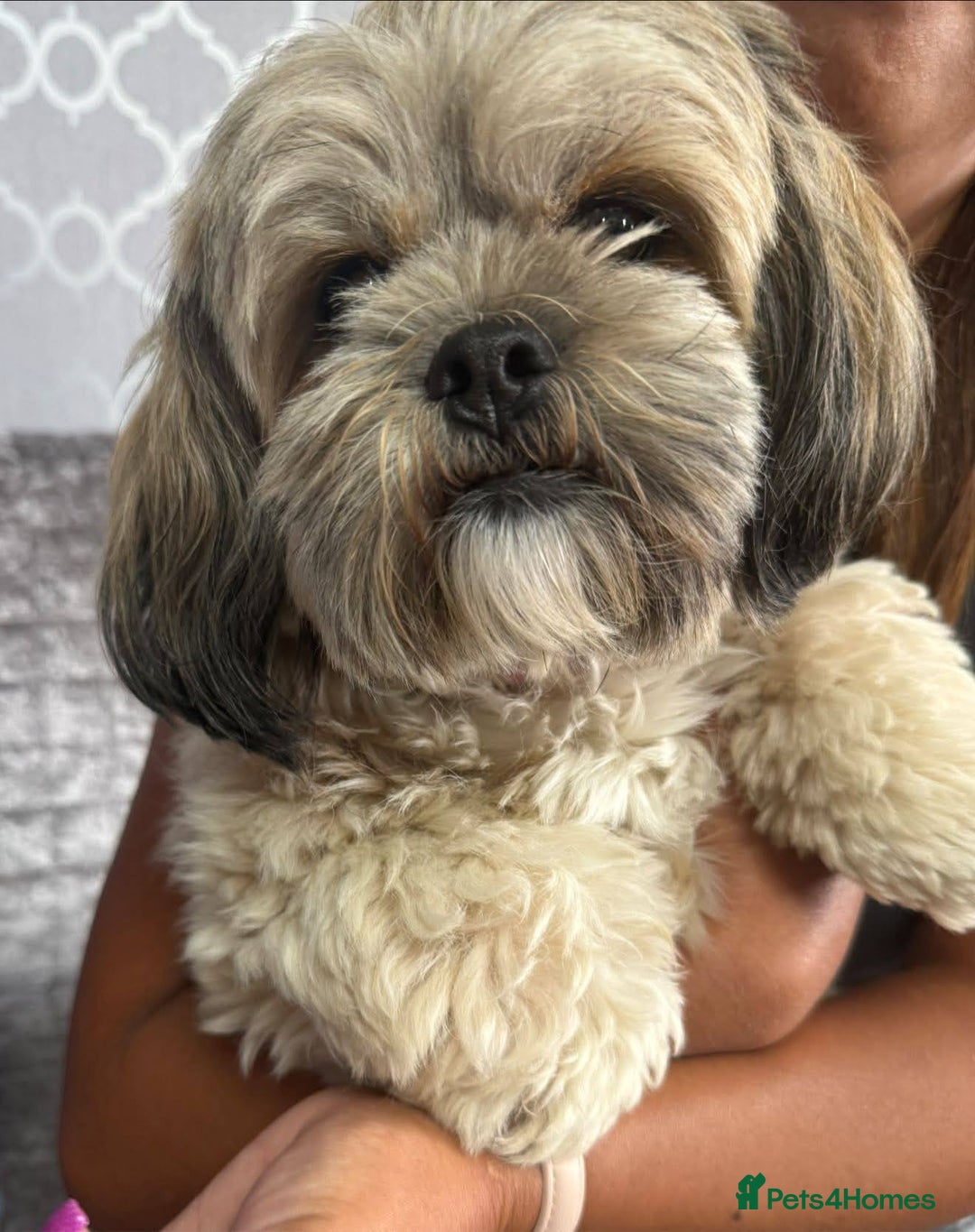 Lhasa Apso dogs for sale: Beauitiful Pure Breed Lhasa Apso - Image 13