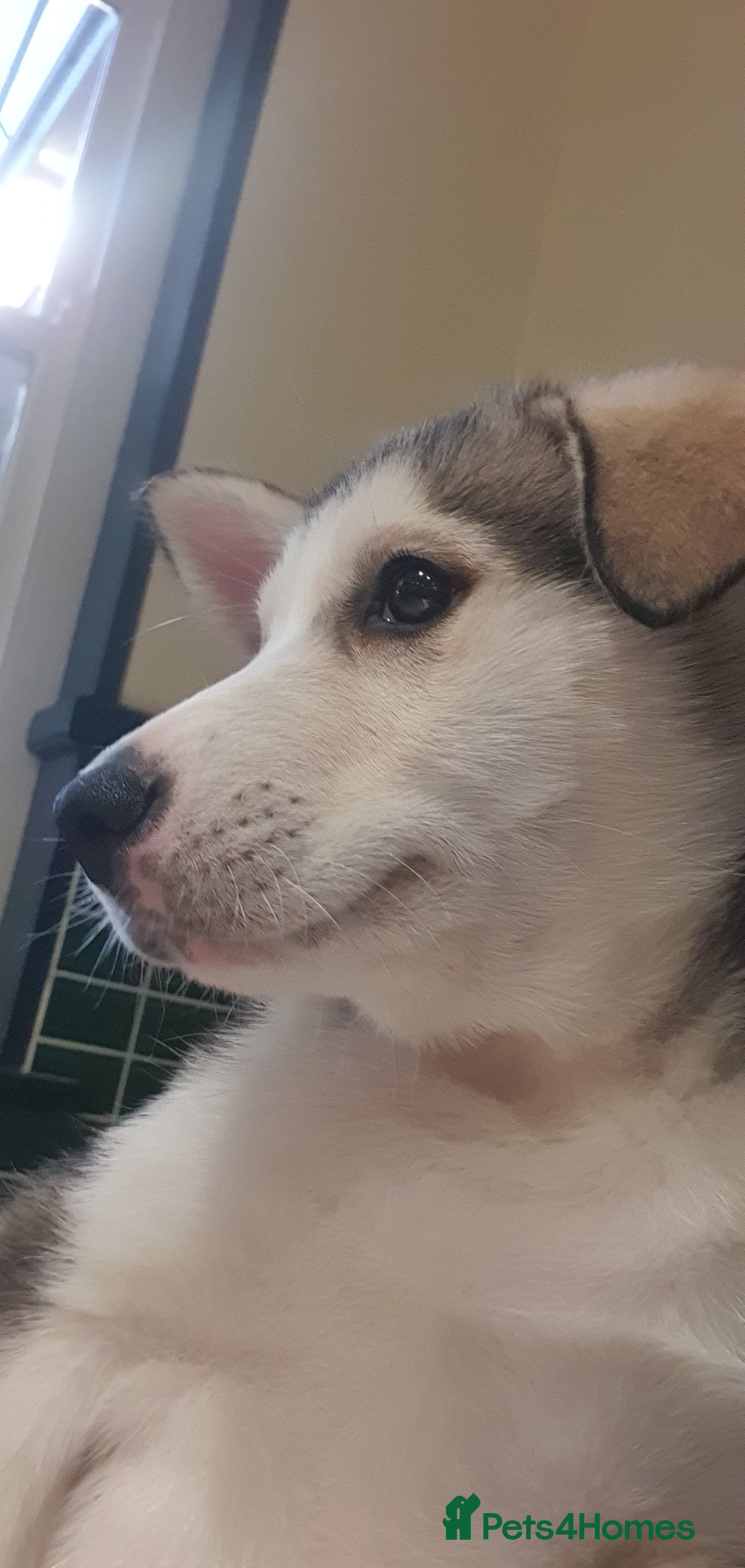 Siberian Husky dogs Chase the Siberian Husky Puppy - Advert 16