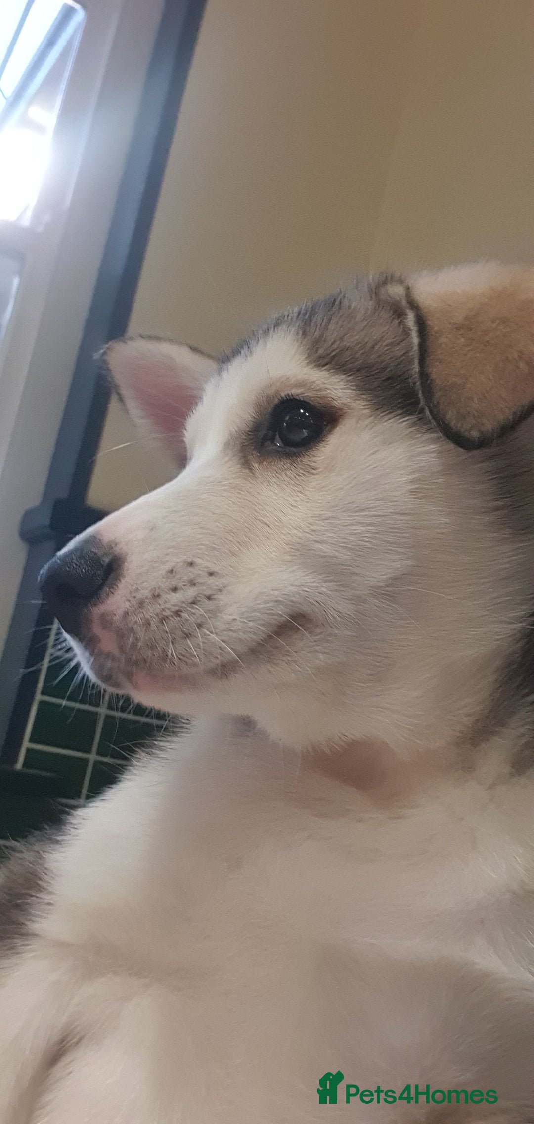 Siberian Husky dogs for sale: //REHOME// Chase the Siberian Husky Puppy - Advert 1