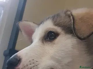 Siberian Husky dogs 10-Week-Old Siberian Husky Puppy. - Advert 9