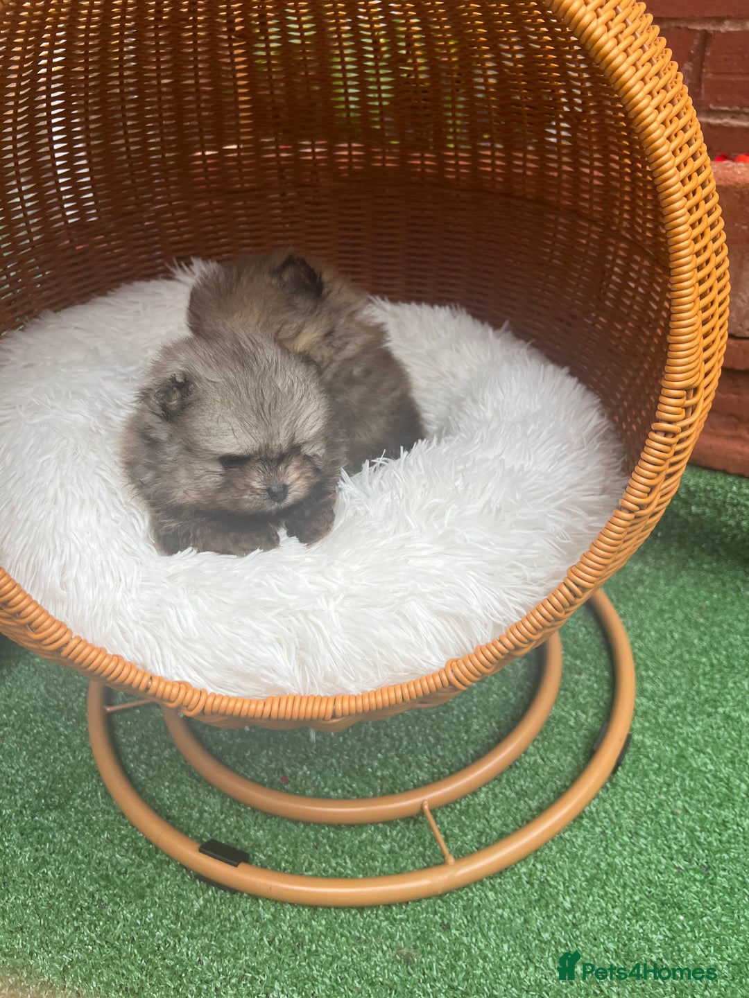 Pomeranian dogs for sale: Pomeranian toy  - Image 11