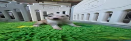 Siberian Husky dogs for sale: Yakutian Laika puppies  - Advert 27