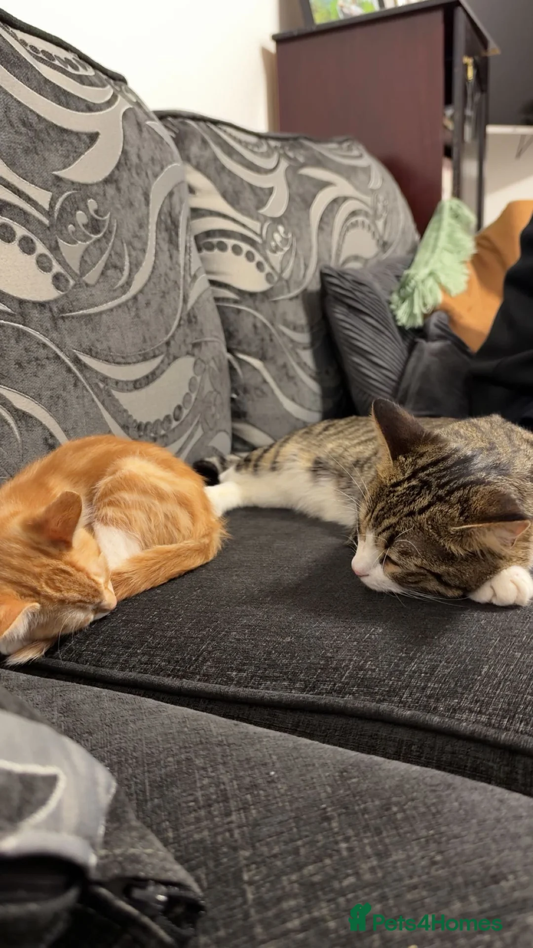 Mixed Breed cats for sale: 13-Week-Old Ginger & White Male Kitten in Blackburn - Advert 2