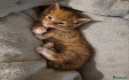 European cats for sale: Cute ginger kitten BOY for sale - Image 5