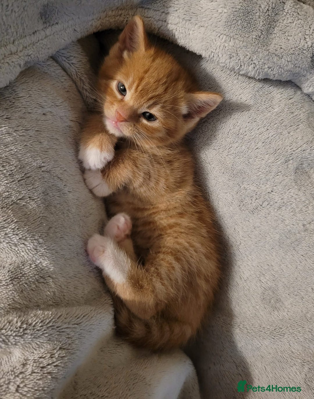 European cats for sale: Cute ginger kitten BOY for sale - Image 5