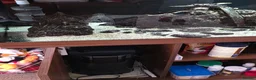 Plecos fish for sale: Pleco plus full set up tank in Birmingham - Advert 6